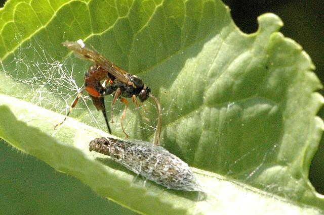 Păsări insectivore Dintre vertebrate, păsările (Clasa Aves) insectivore prezintă cea mai mare importanţă în biocenozele arboricole, hrănindu-se cu insecte dăunătoare, mai ales de talie mică.