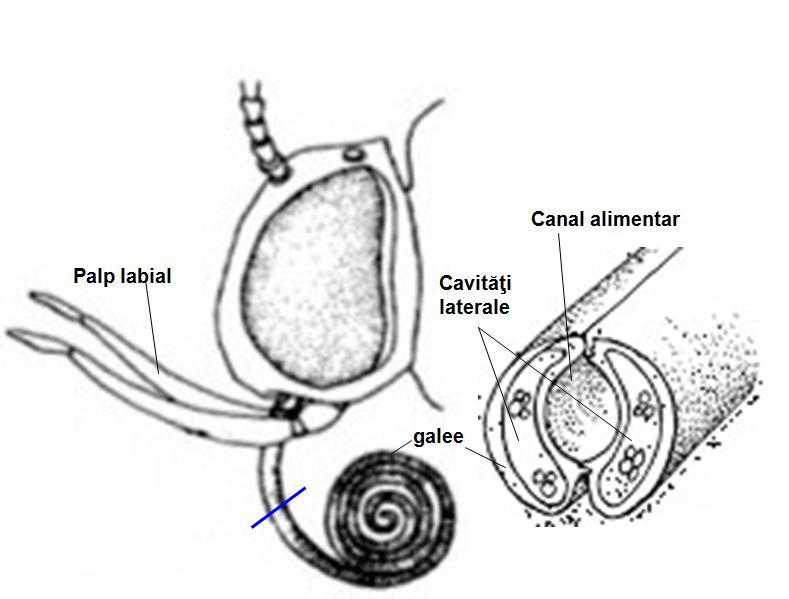 Fig. 8 Aparatul bucal la fluturi Trompa s-a format din dezvoltarea primei perechi de maxile, mai exact a lobilor externi (galea) şi prezintă de-a lungul ei canalul alimentar (aspiraţie maxilară),