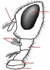 antenă ochi compus palpi maxilar labrum hipofaringe labium labele pseudotrahee Fig.