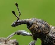 Geniculat - lamelate - prezintă la capăt câteva articole asemea unor lamele Scarabeidae Geniculat - pectinate Lucanidae Geniculat - măciucate Curculionidae TORACELE ŞI APENDICELE SALE Toracele este