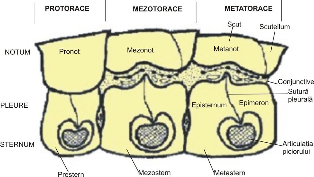 Fig.11 Structura toracelui la insecte Această regiune este adaptată aproape exclusiv pentru locomoţie, prezentând trei perechi de picioare, câte una pe fiecare segment iar la majoritatea speciilor,