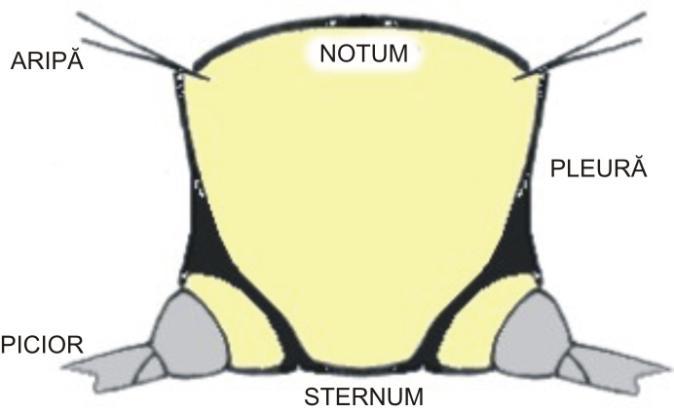12 Structura unui segment toracal (mezo- sau metatorace) Dezvoltarea segmentelor toracelui diferă după modul de viaţă al insectelor: la insectele alergătoare, înotătoare, săpătoare, protoracele este