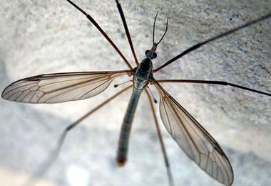 zbor (Diptera), de producere a sunetelor (Orthoptera), de recunoaştere a speciei pentru realizarea împerecherii (Lepidoptera).