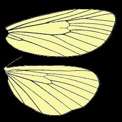 Fig. 14 Nervaţiunea aripilor la insecte Din punct de vedere al consistenţei deosebim următoarele tipuri de aripi : Elitre aripile
