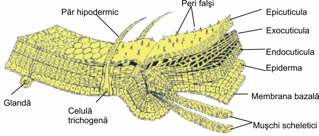 MODULUL II III ANATOMIA ŞI FIZIOLOGIA INSECTELOR TEGUMENTUL ŞI ENDOSCHELETUL Tegumentul este un înveliş protector care acoperă corpul insectelor, precum şi suportul de care se ataşează muşchii, un