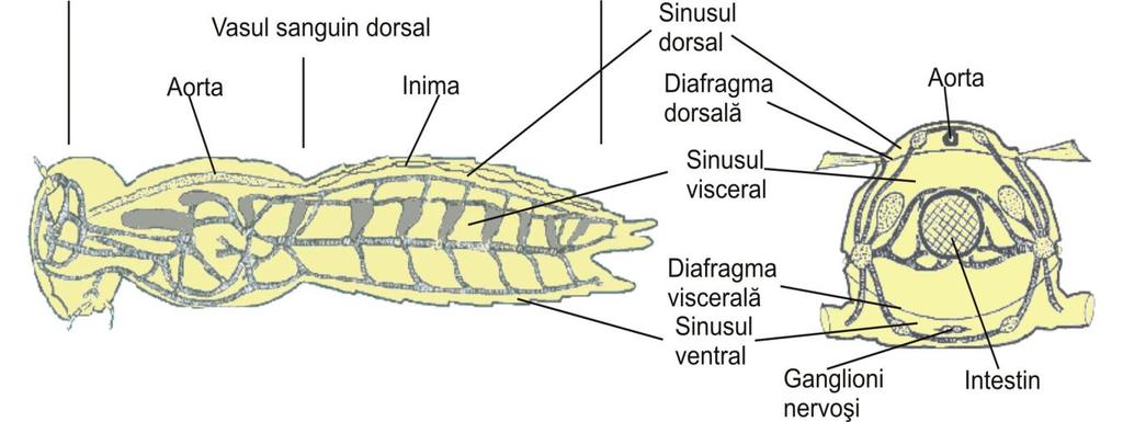 SISTEMUL CIRCULATOR Sistemul circulator al insectelor (figura 24) este slab dezvoltat, deschis şi simplu, sângele circulând liber printre organele şi ţesuturile corpului, în toată cavitatea generală.