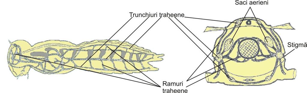 Fig. 27 Sistemul respirator la insecte: secţiune longitudinală (stânga) şi secţiune transversală (dreapta) Stigmele sunt orificii prin care traheele comunică cu exteriorul; sunt rotunde sau ovale,