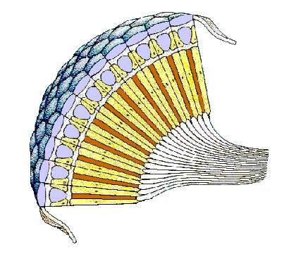 Fiecare omatidie se compune dintr-un aparat dioptric, care constă dintr-o cornee cuticulară groasă, în formă de lentilă biconvexă, celule corneene şi din 4 celule cristaline unite într-un con.