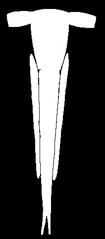 36 Structura unui ochi compus la insecte: secţiune transversală (stânga) şi structura unei omatidii (dreapta) Formarea imaginilor la insecte.