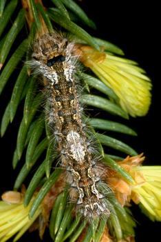 Dezvoltarea holometabolă (metamorfoză completă) Lymantria monacha (Ord. Lepidoptera) larve neonate larvă ouă pupă adult Fig.