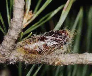 Lepidoptera) Stadiul de larvă Stadiul de larvă, la insectele holometabole, este o perioadă de hrănire intensă, timp în care se înmagazinează în