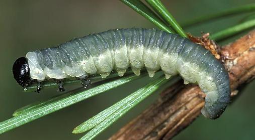 (figura 46), care au până la 5 perechi (larve de Lepidoptera), uneori doar două perechi (larve de