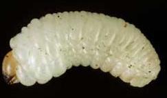 Nematocera); hemicefale, care au capsula cefalică pe jumătate invaginată în torace (Tipulidae - Nematocera); acefale, lipsite de capsulă cefalică