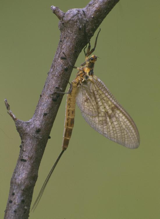 SUBCLASA PTERYGOTA cuprinde insecte caracterizate prin prezenţa aripilor, dispuse pe mezo- şi metatorace.