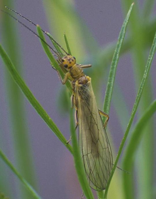 Libelulele sunt prădătoare şi în stadiul de adult şi de larvă (insecte folositoare). 5. Ord. Plecoptera (gr.