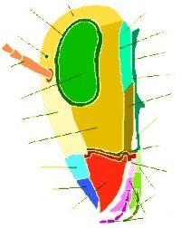 3 Structura capsulei cefalice la insecte maxilă Cel mai înalt sclerit, dispus pe partea dorsală a capsulei cefalice, se numeşte vertex (creştetul capului).