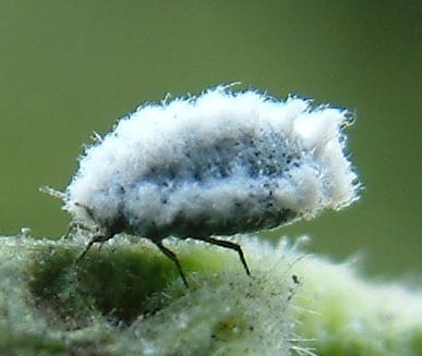 Sternorrhyncha Cuprinde insecte mici numite popular păduchi de plante (păduchi de frunză, păduchi ţestoşi, păduchi