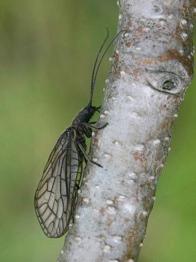 16. Ord. Raphidioptera insecte majoritatea de talie mică, cu protorace alungit ca un gât.