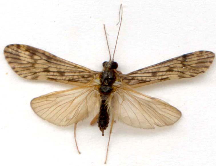 21. Ord. Trichoptera (trychos peri) frigane, insecte cu aripile acoperite cu peri. Larvele sunt acvatice. La unele specii acestea trăiesc în nişte săculeţi şi se numesc carabeţi.