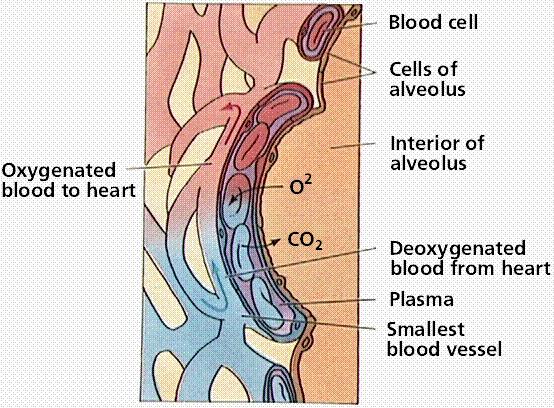 terminale şi respiratorii, lipsite de inelul cartilaginos, conţin un strat muscular dezvoltat, reglând astfel circulaţia aerului în căile respiratorii intrapulmonare. Fig. 3.