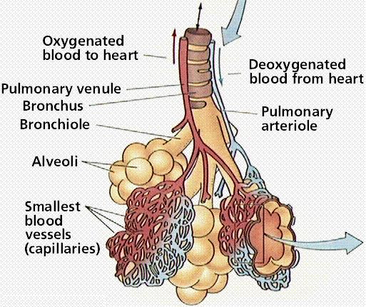 Alveolele pulmonare reprezintă suprafaţa de schimb a plămânului (vezi Fig. 4 