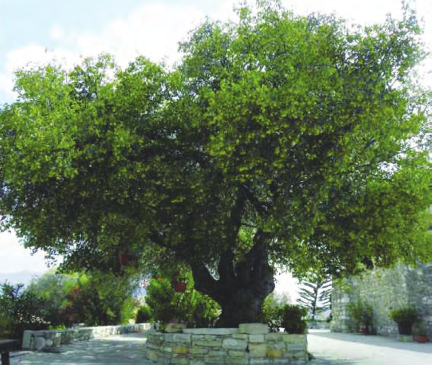 Δέντρο, λοιπόν, της κυπριακής γης είναι η στερατζιά που, πέραν από την ομορφιά και τον πλούτο που προσθέτει στη χλωρίδα του τόπου μας, συνδέεται και με αρκετές πτυχές της παράδοσης που έχουν να