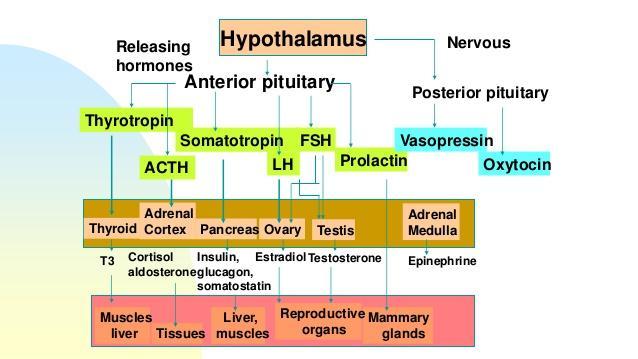 Φυσιολογία υπόφυσης (1) Πρόσθια