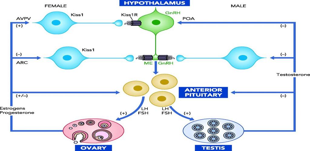 LH, FSH (2) Αναχαίτιση από οιστρογόνα Σταθερή έκκριση (χρόνια) είναι ανασταλτική Κατα ώσεις έκθεση (προωρρηκτικά) ευοδώνει θετική ανατροφοδότηση σε συχνότητα και