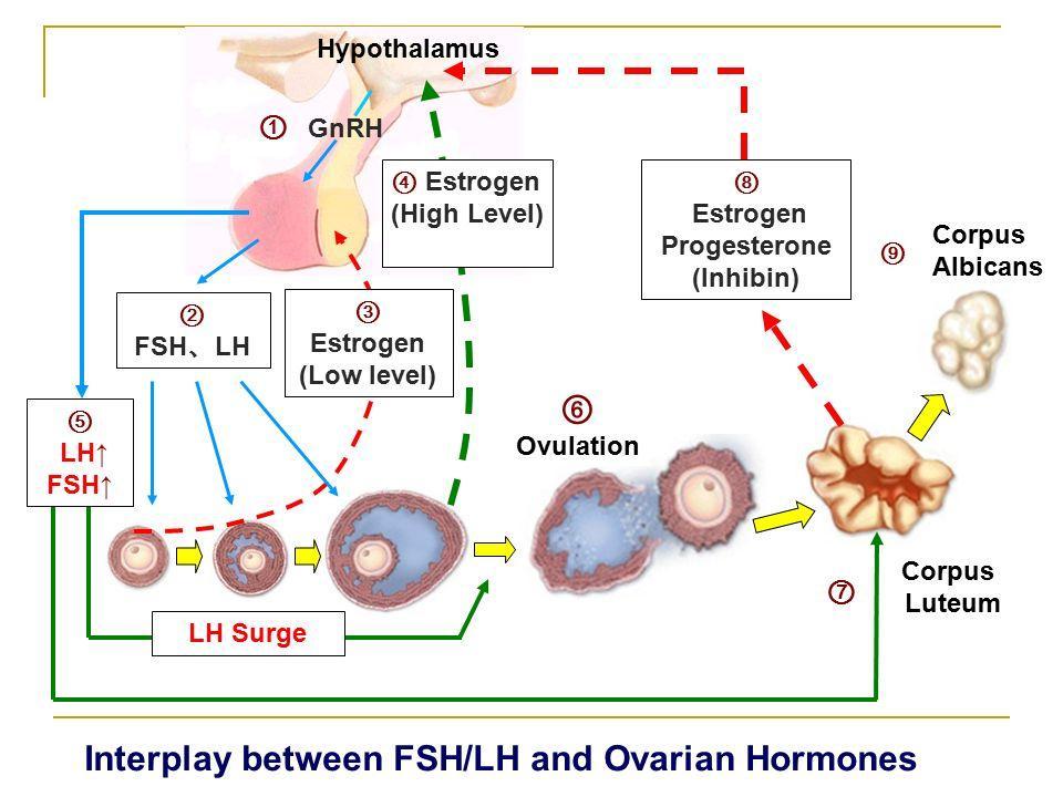 LH, FSH (3) FSH: Ξεχωριστός έλεγχος από τα πεπτίδια των γονάδων ανασταλτίνη και ακτιβίνη (μέλη της οικογένειας του μετατρεπτικού