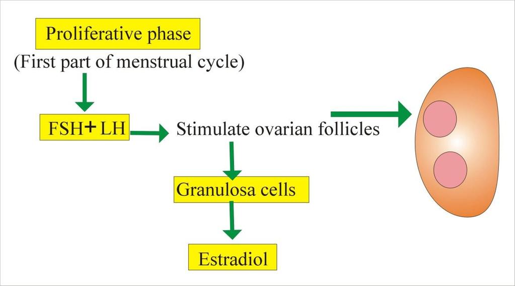 LH, FSH (4) Αλληλεπίδραση με αντίστοιχους GPCRs υποδοχείς στην ωοθήκη και στον όρχι Ανάπτυξη και