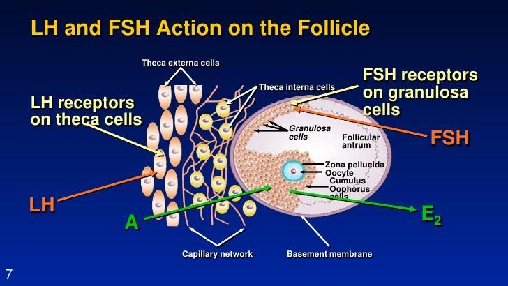 LH, FSH στη γυναίκα FSH: Ανάπτυξη ωοθυλακίων και ωοθηκική παραγωγη οιστρογόνων στις γυναίκες