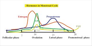 FSH στη γυναίκα (2) Η περιεκτικότητα των γοναδοτρόφων κυττάρων είναι σχετικά μικρή στην αρχή του κύκλου αλλά αυξάνεται προοδευτικά και δείχνει μεγαλύτερη αύξηση στην διάρκεια της ωορρηξίας ενώ κατά