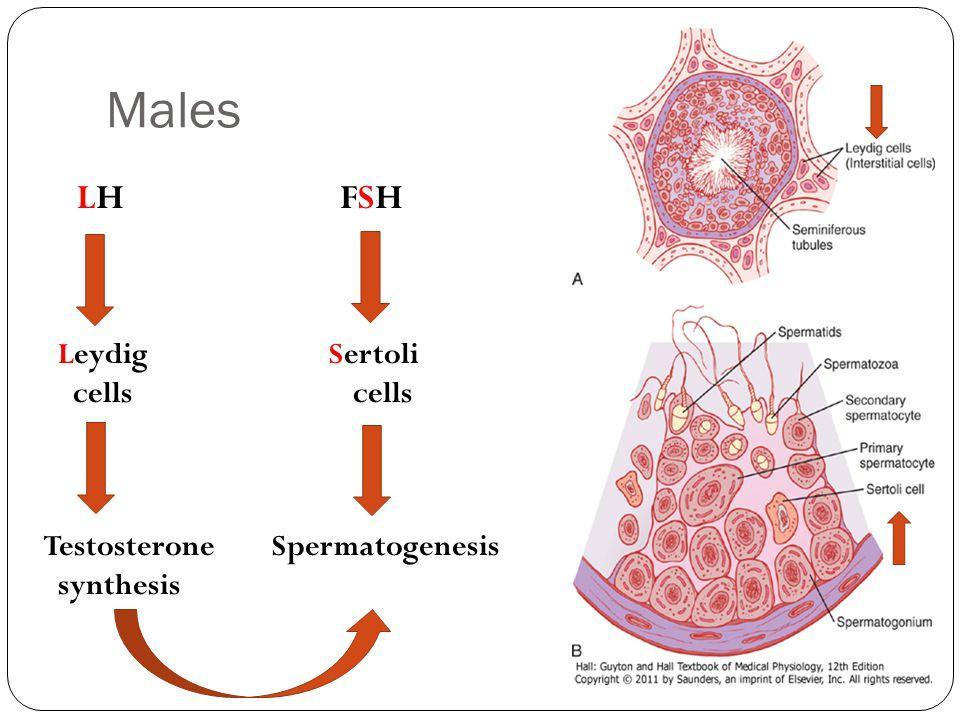 LH, FSH στον άνδρα FSH: διέγερση ανάπτυξης σπερματικών σωληναρίων και ρύθμιση σπερματογένεσης στους άνδρες Δρα και στα σπερματικά σωληνάρια και στα κύτταρα Sertoli ώστε να παραχθεί μια