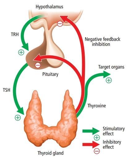 TSH (3) Η TSH (ή θυρεοτροπίνη) διεγείρει το θυρεοειδή αδένα να παράγει θυροξίνη (Τ 4 ), και στη συνέχεια, τριιωδοθυρονίνη (Τ 3 ), η οποία διεγείρει τον