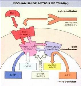 TSH (4) Η TSH συνδέεται με έναν ειδικό υποδοχέα της TSH που βρίσκεται στη μεμβράνη του θυρεοειδικού κυττάρου ενεργοποιώντας μέσω της GPT την πρωτεΐνη δεσμεύουσα την GPT (Gs)-αδενυλκυκλάση camp.