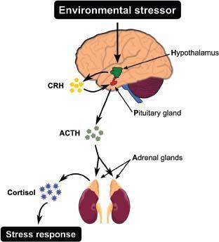 Αδρενοκορτικοτρόπος ορμόνη ACTH (3) Ο κιρκάδιος αλλάζει σε στρεςς σωματικό (χειρουργεία, τραύματα, ασιτία) και συναισθηματικό (κατάθλιψη, βλάβες ΚΝΣ)