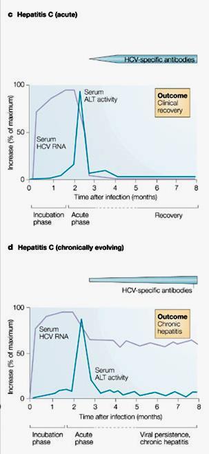 HCV Λοίμωξθ Για τθ διάγνωςθ οξείασ λοίμωξθσ HCV RNA+ anti-hcv +/- ALT προθγοφμενο πρόςφατο anti-hcv Για τθ διάγνωςθ χρόνιασ λοίμωξθσ