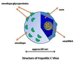 altele VHA 27-32 nm nu are înveliş viral nucleocapsidă icosaedrică(agha) ARN VHC 50 nm