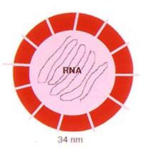 neînvelit nucleocapsidă ARN monocatenar distruse după: 10 12 ore la 60 C câteva minute