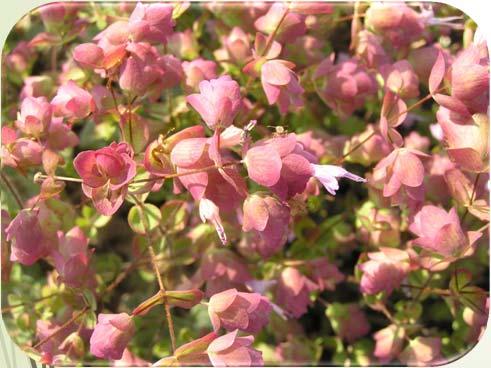 Sideritis scardica βαλκανικό ενδημικό Σχεδόν απειλούμενο Origanum dictamnus Xαμηλό χασμόφυτο το οποίο είναι ενδημικό φυτό της Κρήτης.