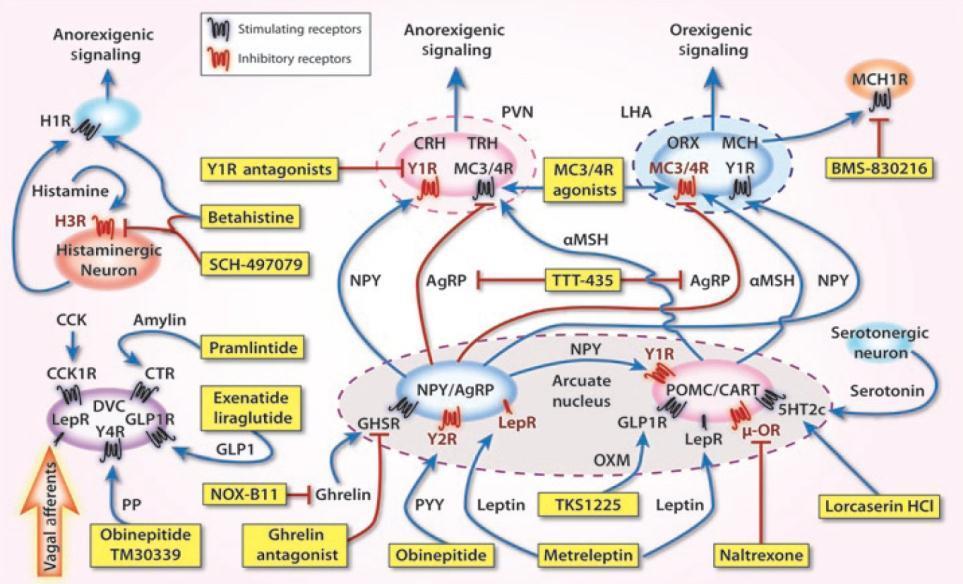 Potential Anti-obesity Drugs and Their Pathways Complex System with Redundancy-That s Why It s Hard to Lose Endogenous Signaling of Appetite-regulating Hormones,