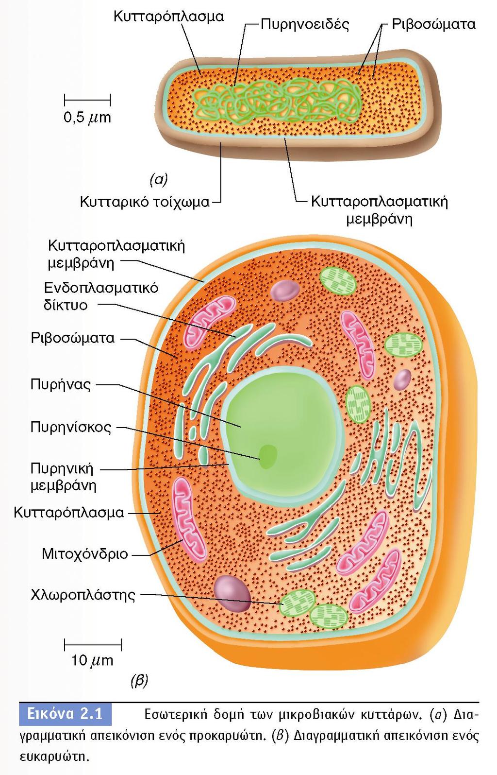 BIOΛOΓIA TΩN MIKPOOPΓANIΣMΩN ΠANEΠIΣTHMIAKEΣ EKΔOΣEIΣ KPHTHΣ 12 ΠΡΟΚΑΡΥΩΤΗΣ Δεν έχει πυρήνα Δεν έχει