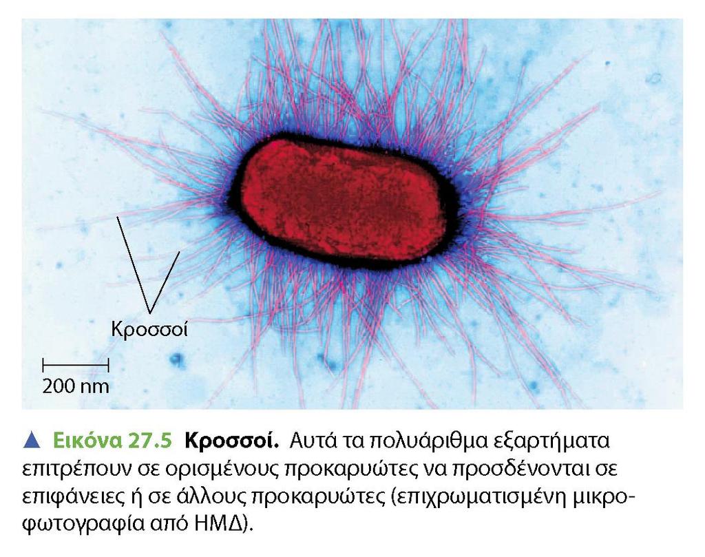 BIOΛOΓIA TΩN