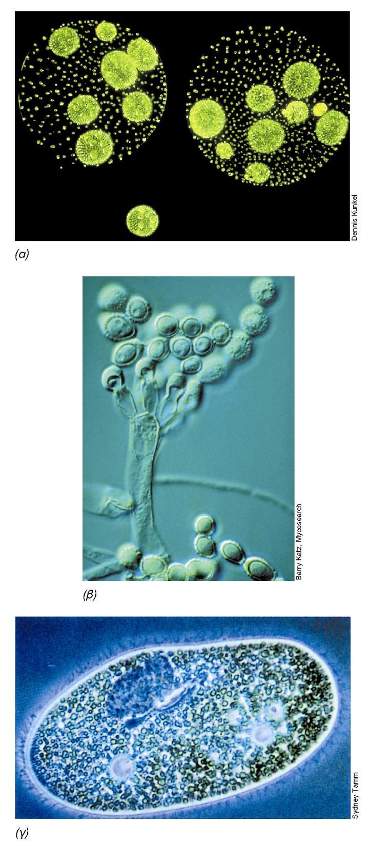 BIOΛOΓIA TΩN MIKPOOPΓANIΣMΩN