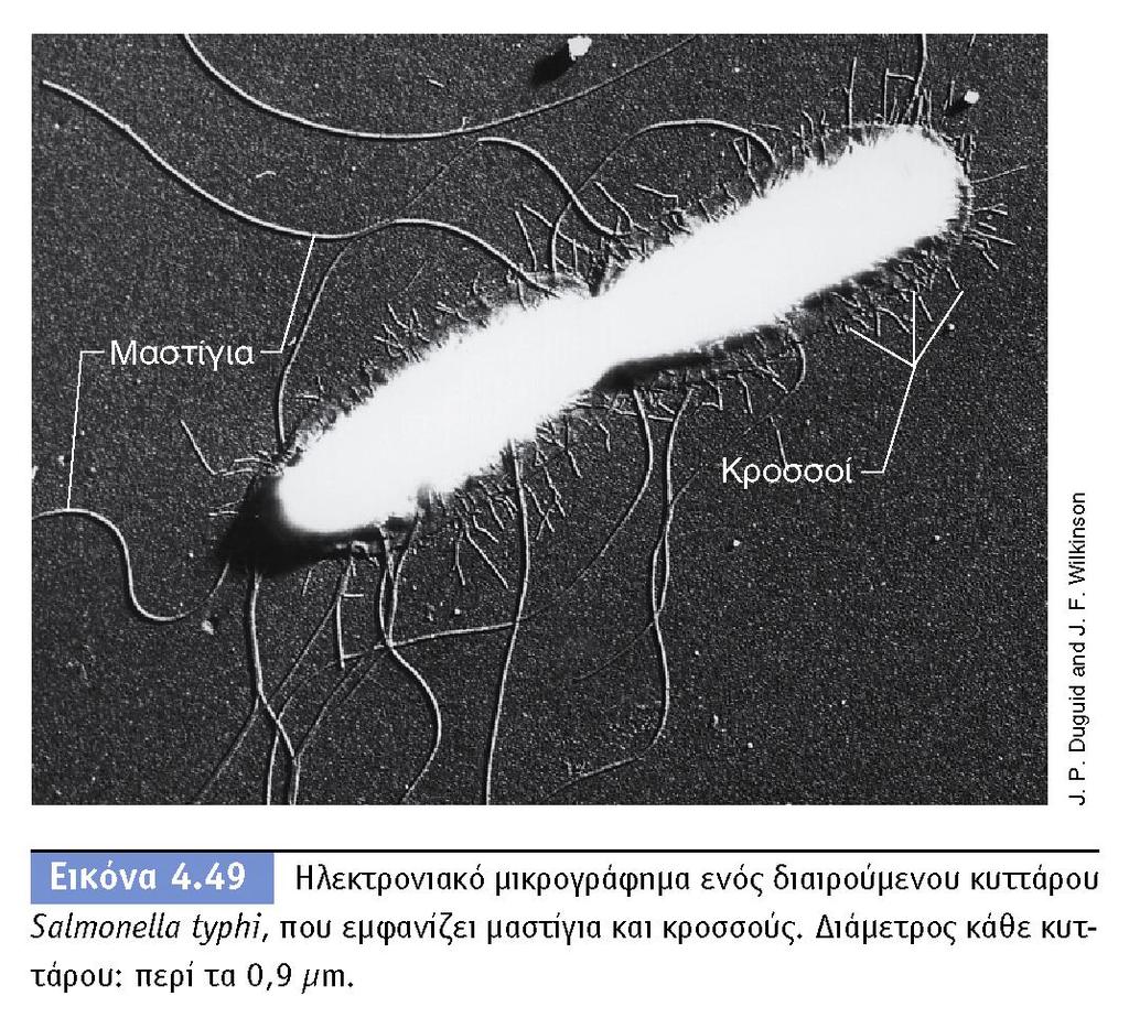 BIOΛOΓIA TΩN MIKPOOPΓANIΣMΩN