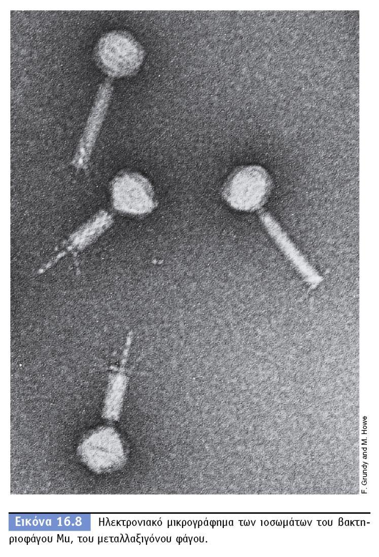 BIOΛOΓIA TΩN MIKPOOPΓANIΣMΩN ΠANEΠIΣTHMIAKEΣ EKΔOΣEIΣ KPHTHΣ 39 Δ.