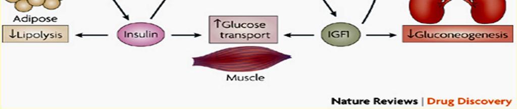 growth hormone, IGF-1=