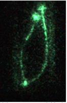 Τα έμβια συστήματα εκπέμπουν βιοφωτόνια ανακάλυψε ο Γερμανός θεωρητικός φυσικός Φριτζ Άλφρεντ Ποπ. Στη φωτογραφία δύο φύκη τού είδους cetabularia acetabulum.