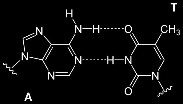 Între bazele de pe o catenă și formează legături de hidrogen pe bază de complementaritate: A-T (2 legături); G-C (3 legături).