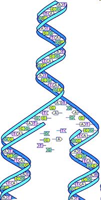 AND (1 milion de nucleotide) 11 "reţeta" necesară sintezei de proteine ADN gene - zone fără funcţie - zone cu funcţie necunoscută Structură de dublu helix Baze azotate